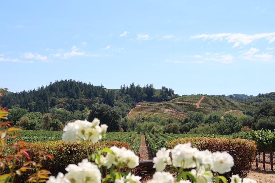 California (Napa Valley), EUA