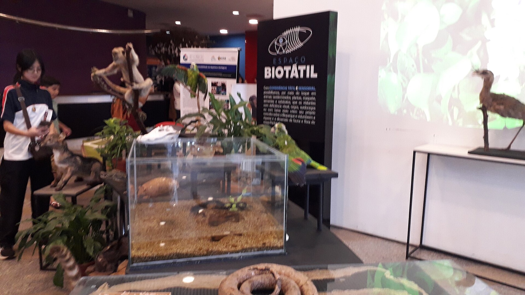 Tanque do Bioparque Pantanal em Campo Grande