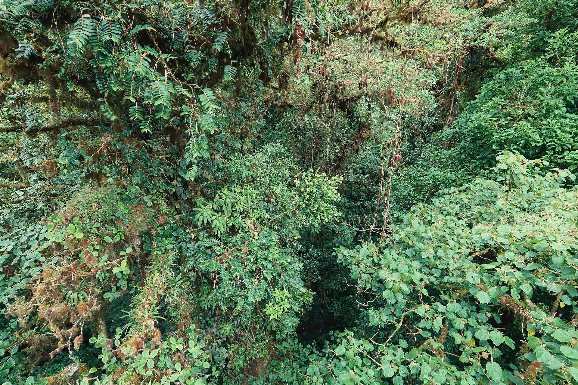 Floresta nublada de Monteverde